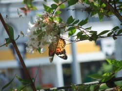 dscf2248