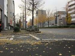 街路樹