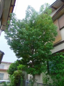 dscf4017