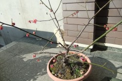 芽吹きの時
