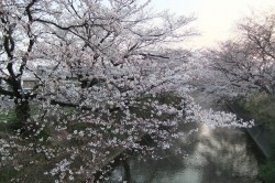 今年の花見は