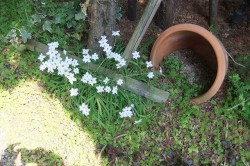 ベランダ菜園