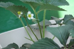 ベランダ菜園