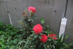 dscf5668