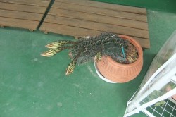 dscf5857