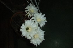dscf5863