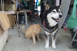 これでいいのかなー