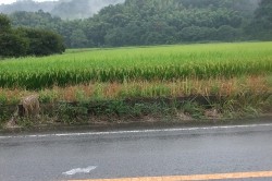 秋の彼岸
