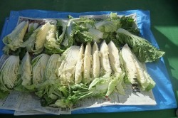 地の恵み