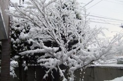 dscf6810