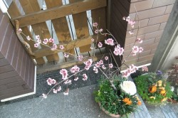 梅の花が満開です