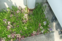 dscf7318