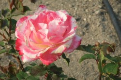 dscf7503