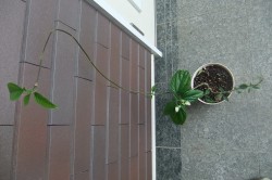 dscf7575