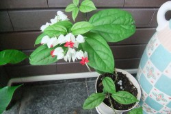 花のある生活