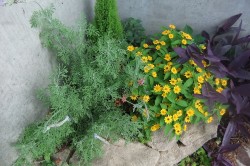 dscf7681