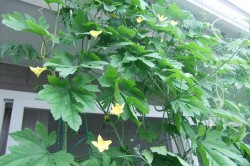 dscf7685