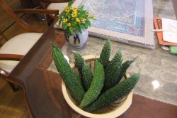 dscf7707