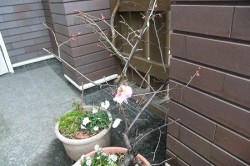 梅が咲き始めました