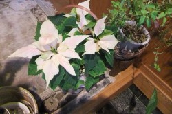 何かが足りないようです