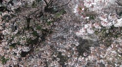 dscf90441