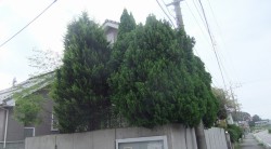 庭木の剪定