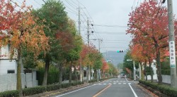 今が見ごろの紅葉