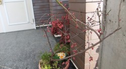 三寒四温
