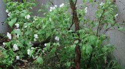 s-dscf0771