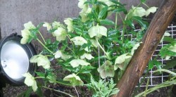s-dscf0781