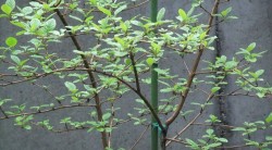 s-dscf0784