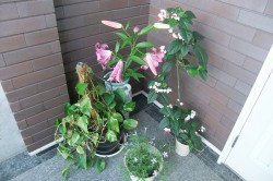s-dscf1046 s-dscf1046